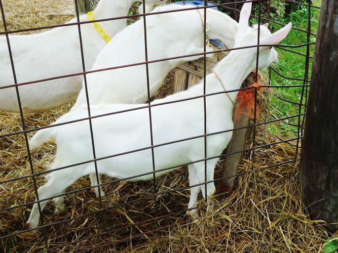 Saanen goats