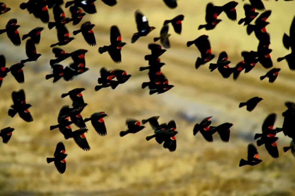 Blackbird flock