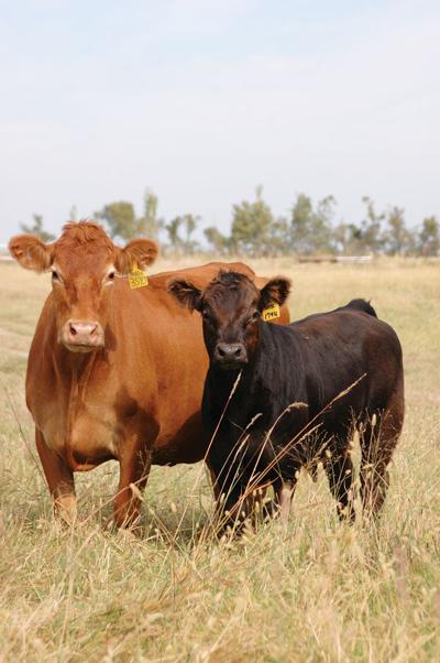 Beef Breeds Limousin 6