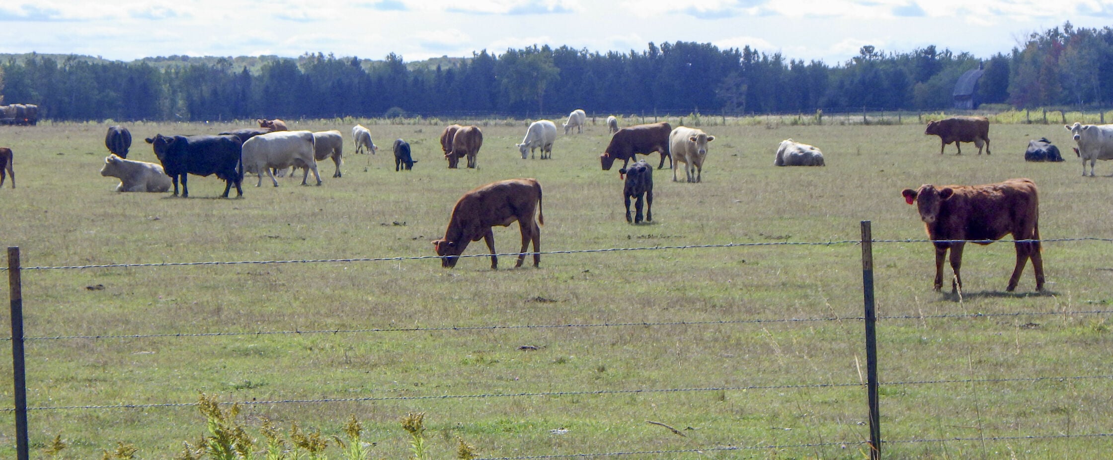 Cows