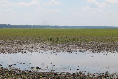 wet field