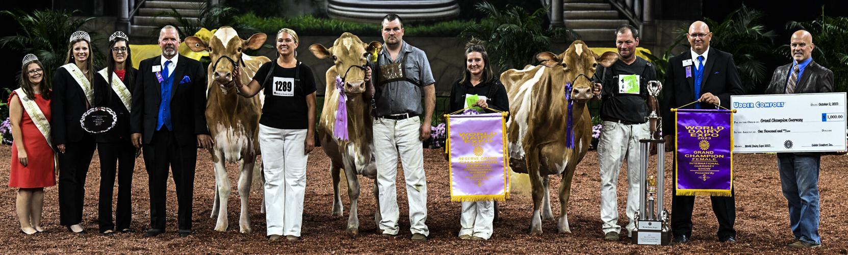 Grand champion and reserve grand champion of 2023 International Guernsey Show