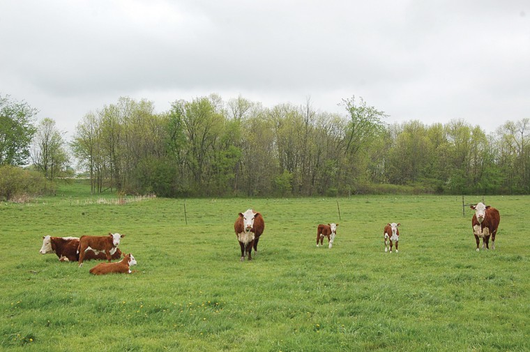 Start calves off right with good handling practices