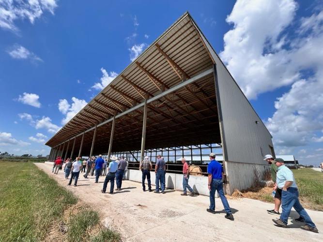 Confined cattle 5.jpg