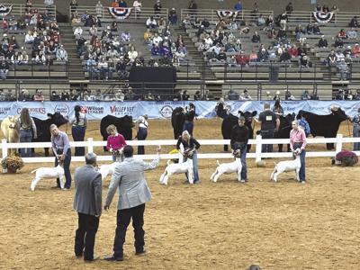 Livestock judges advice 2 - worked.jpg