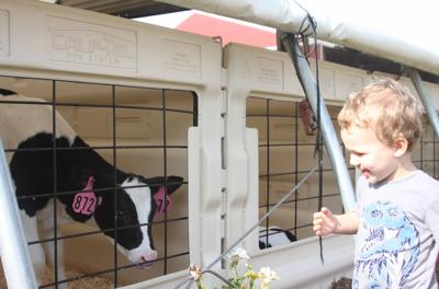 Fletcher interacts with cow (copy)