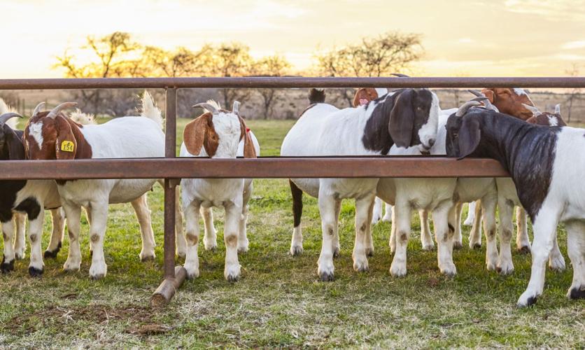 Goats in field