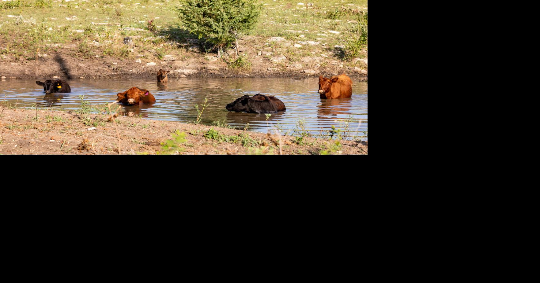 Cooling cattle PIC 0601ksu