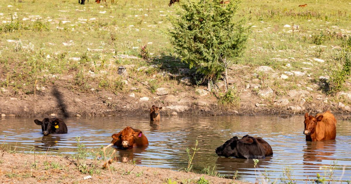 Cooling cattle PIC 0601ksu