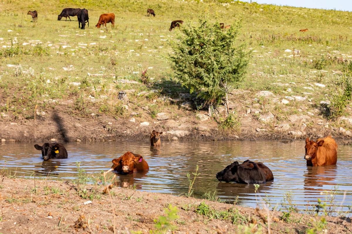 Cooling cattle PIC 0601ksu