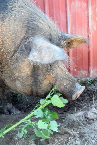 Mulefoot sow eating weed