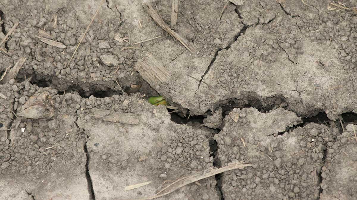 Soybean sprout in dry soil