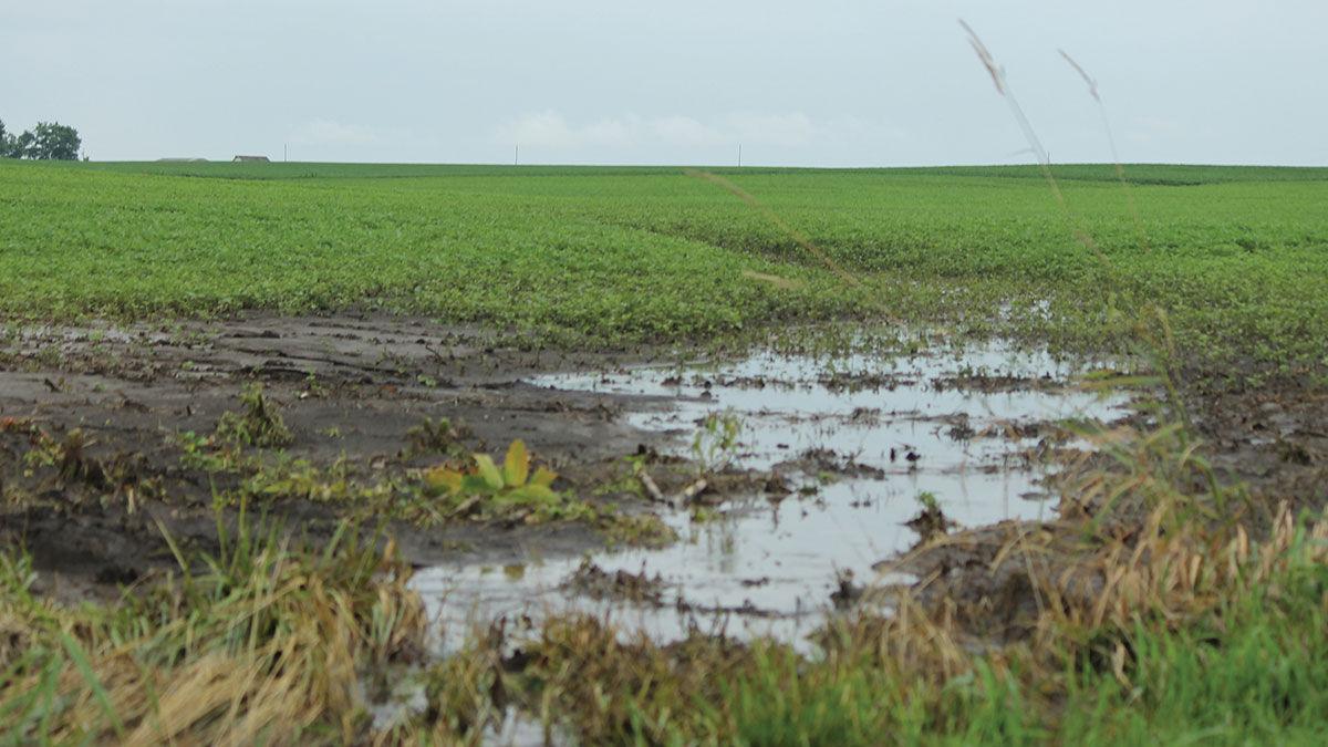 Water standing in field