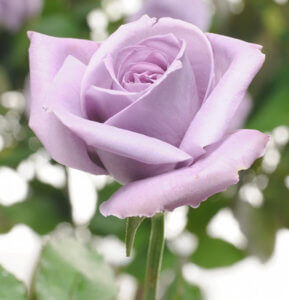Blue rose