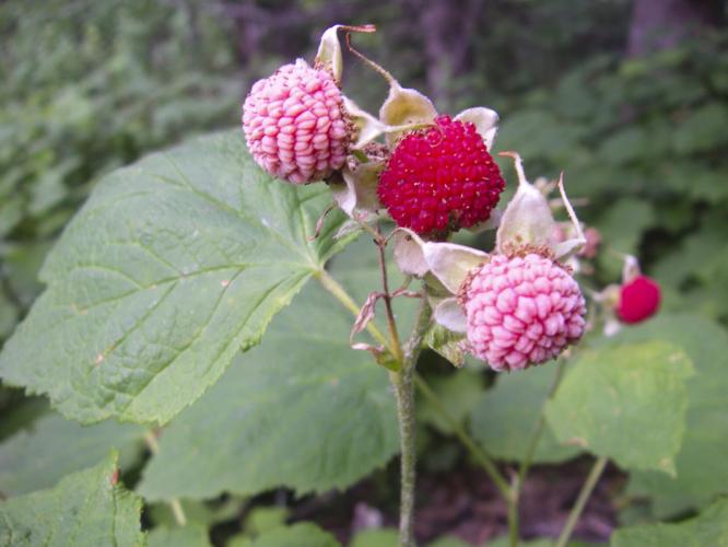 Thimbleberries