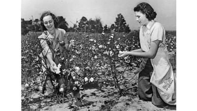 Women’s Land Army pick cotton