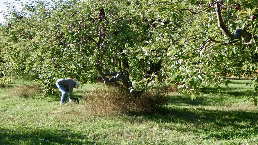 Orchard