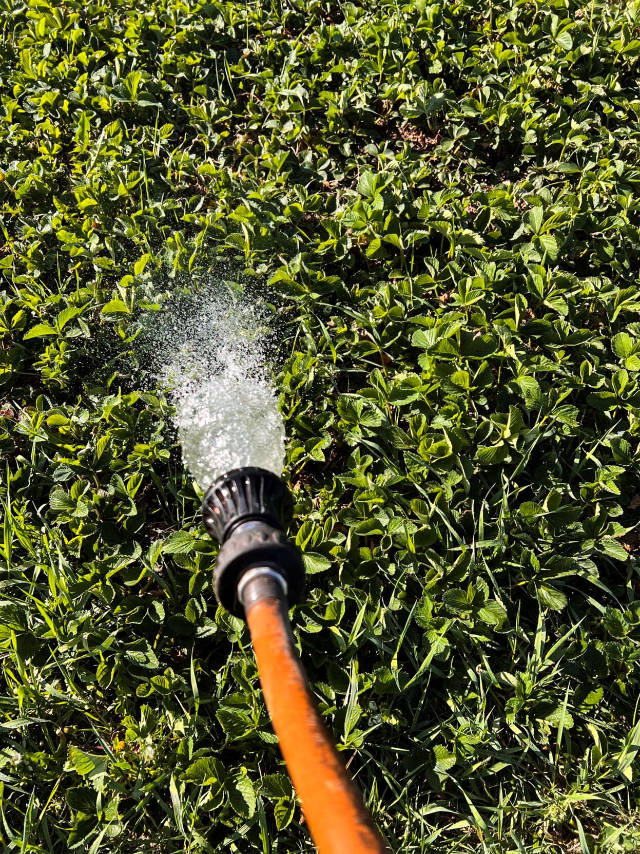 Hose