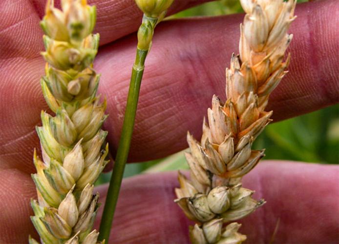 Infected wheat