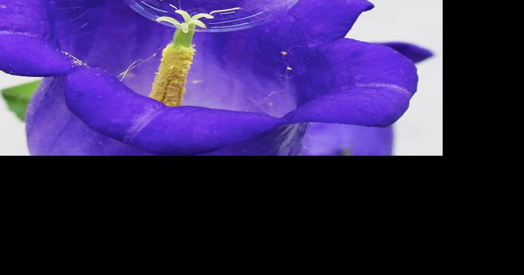 Pollination method uses soap bubbles