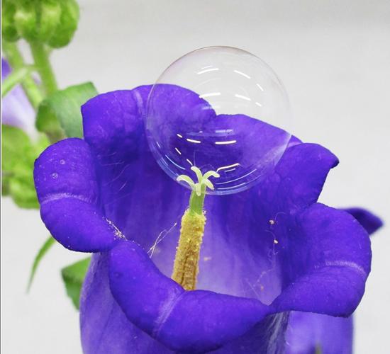 Soap Bubble Pollination