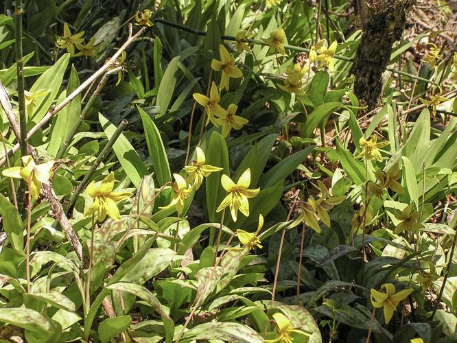 Trout lily