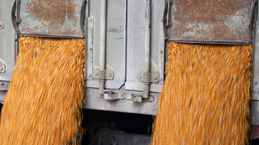 Unloading corn