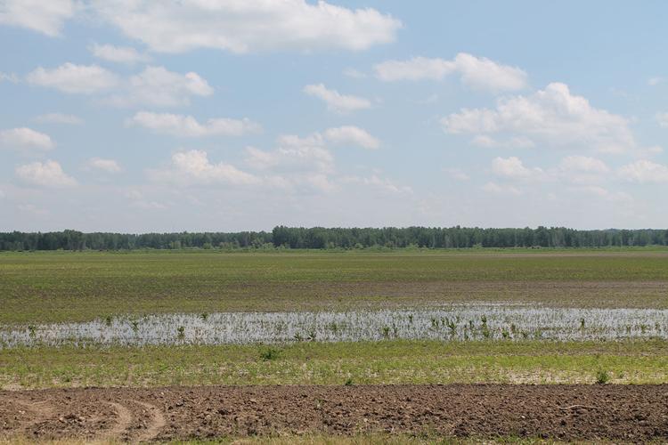 flooded field