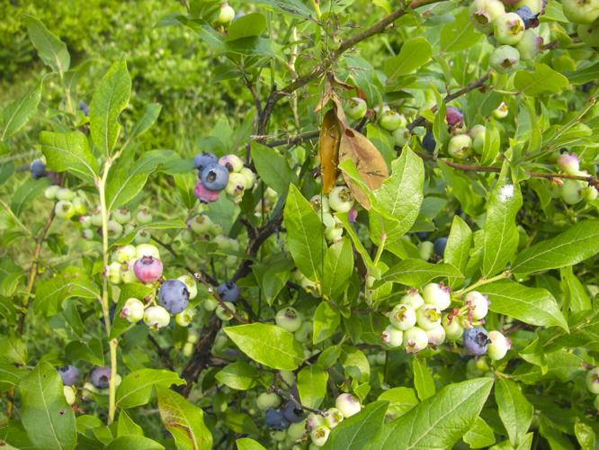 Blueberries