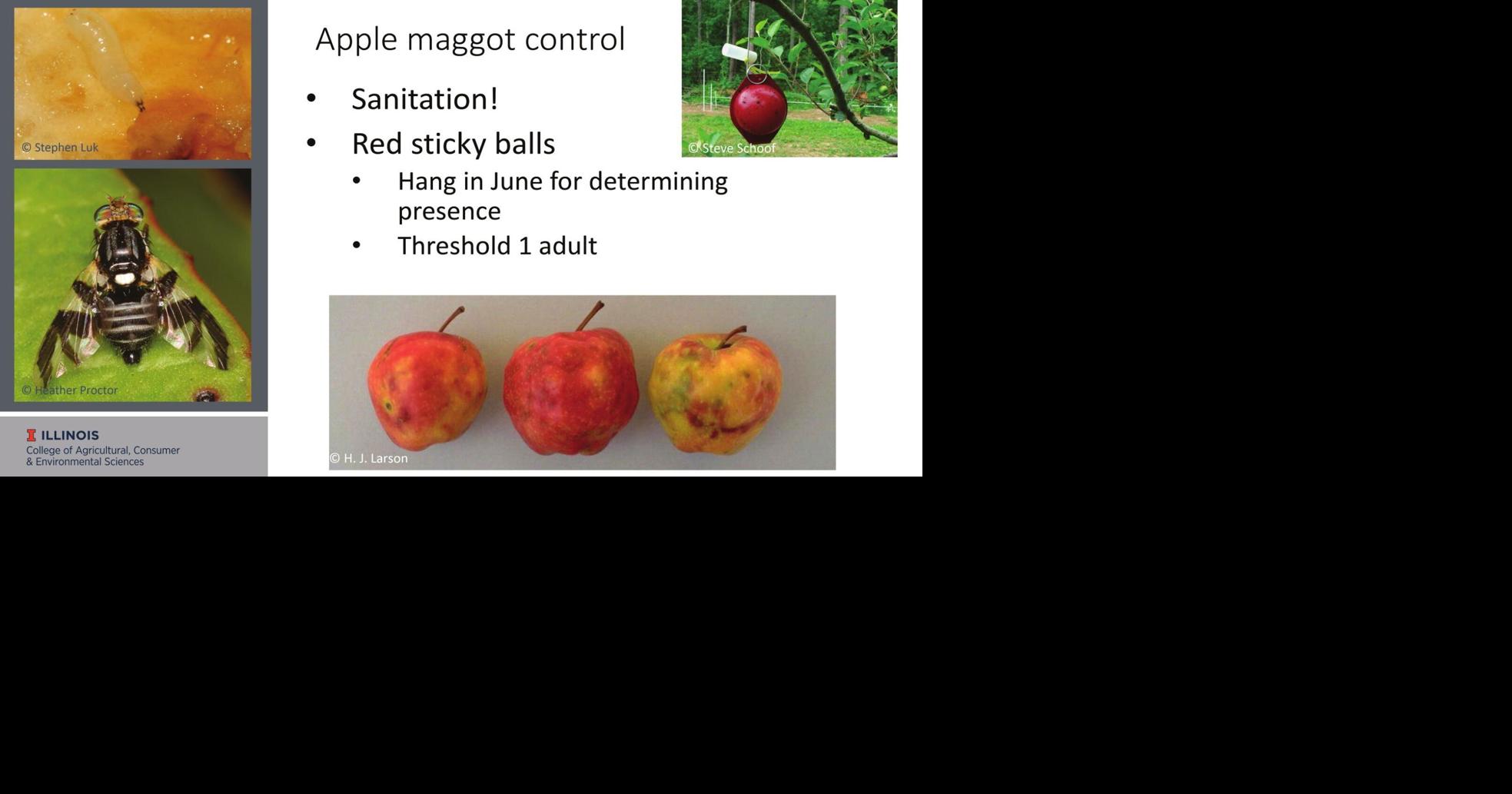 Apple maggot control