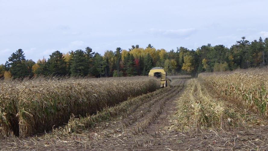 Cornfield