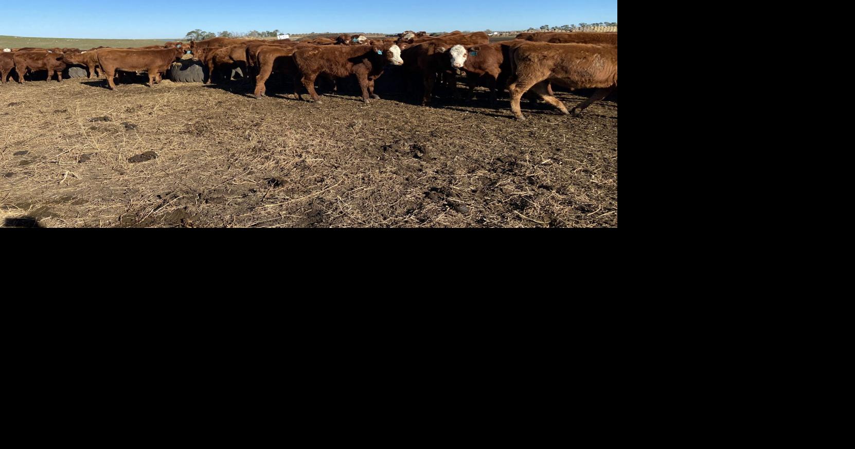 Red Angus are Angus: USDA allows breed to be sold under general ‘Angus ...