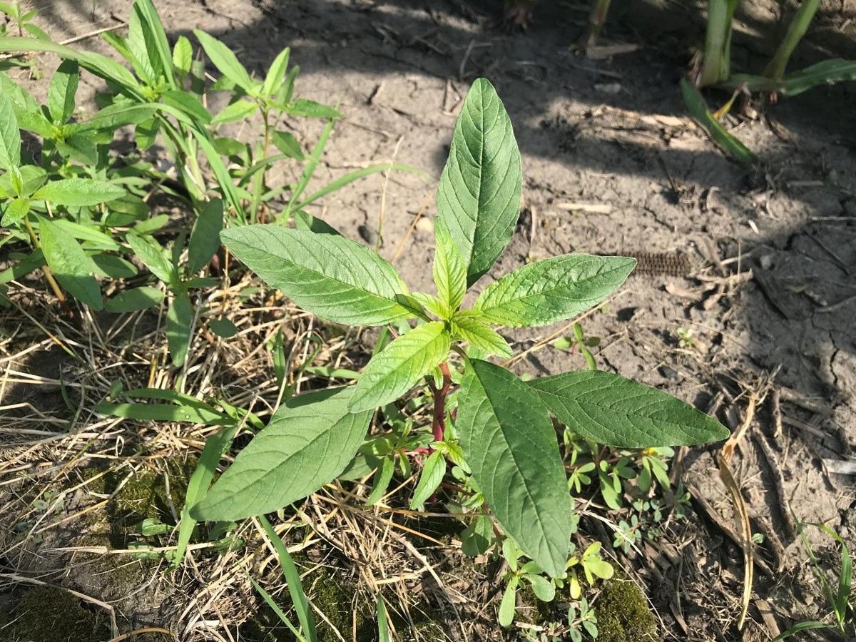Identifying and managing waterhemp tips for Minnesota | Crop ...