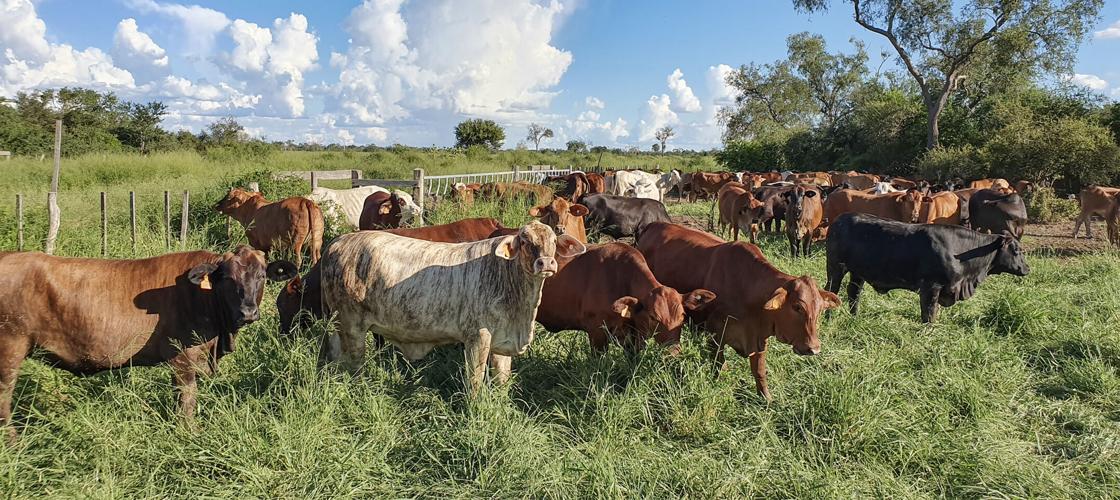 Beef cattle on pasture