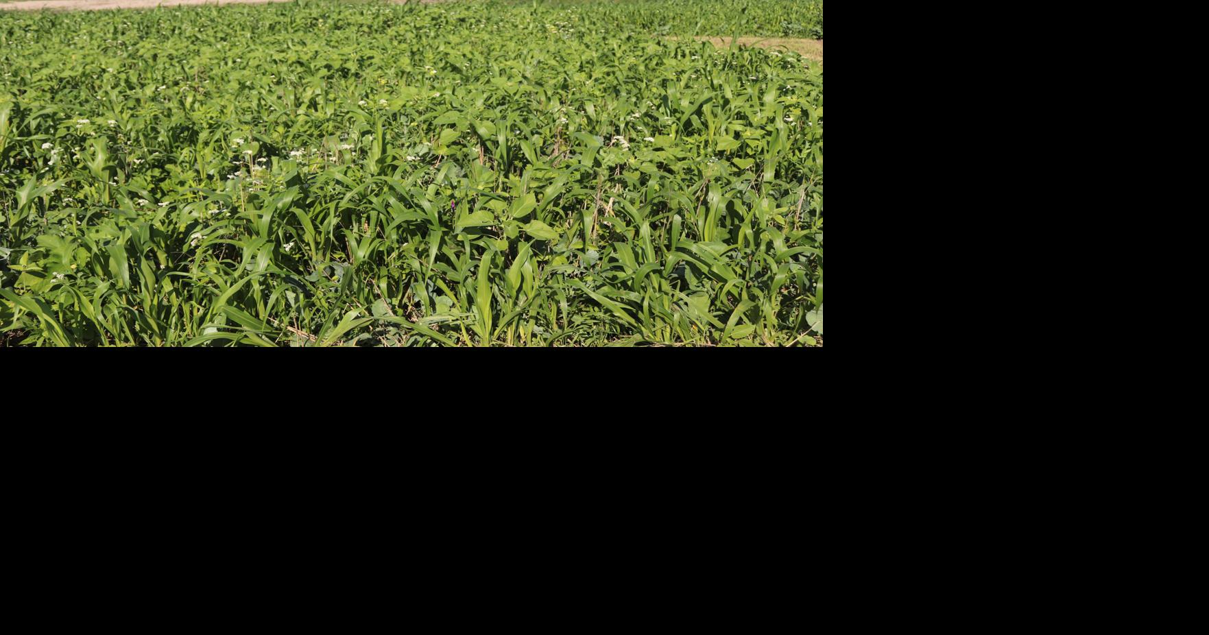 Soil Health Coalition 2.jpg