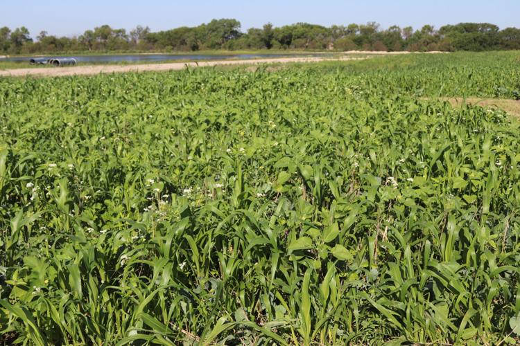 Soil Health Coalition 2.jpg