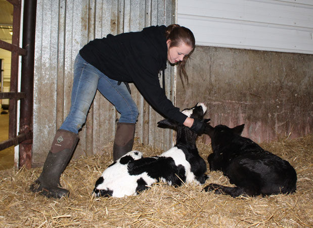 Checking calves