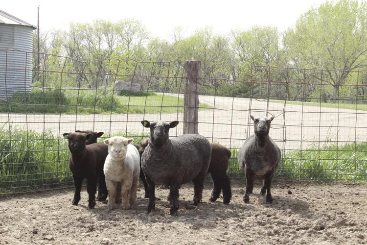 FFA President Howard (20) - sheep.jpg