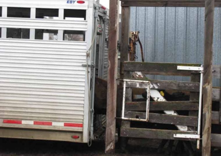 Cattle trailer