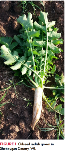 Radish