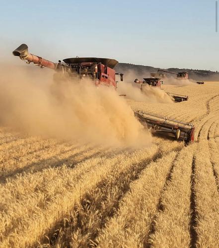 Wheat field