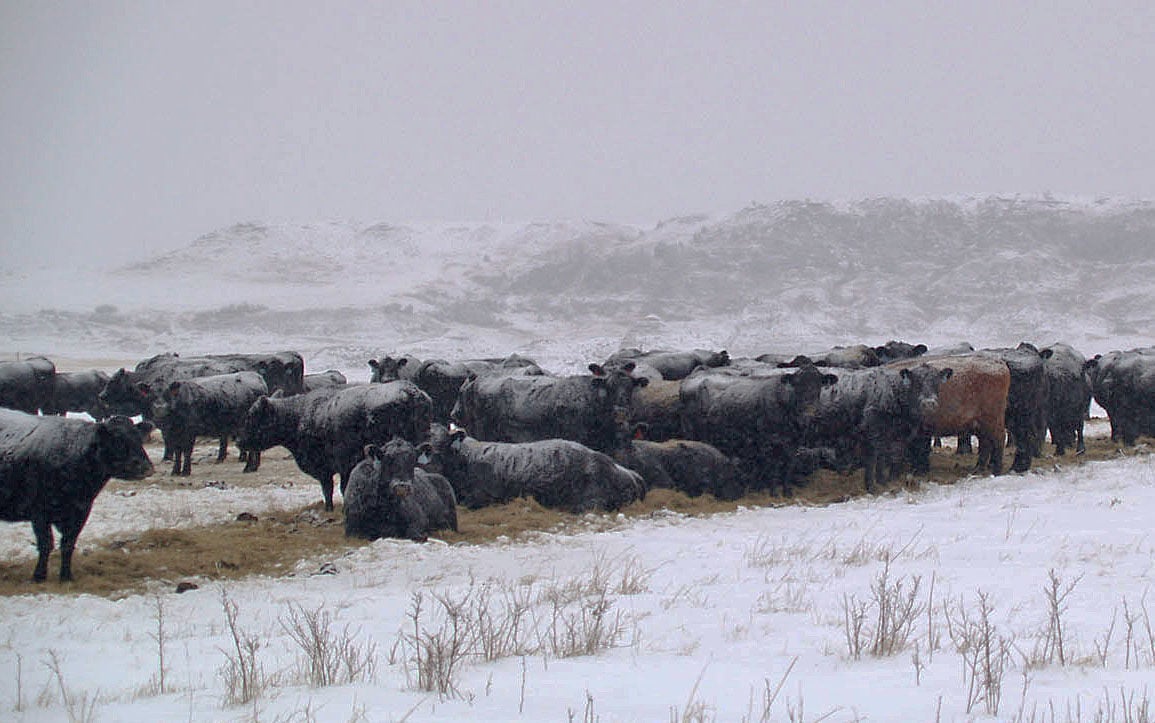 Cattle in winter