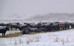 Cattle producers urged to prepare for cold stress ahead of winter storm