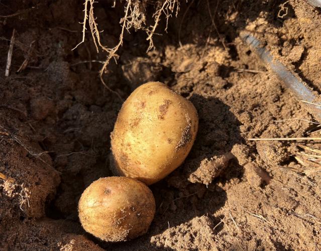 Potatoes ready