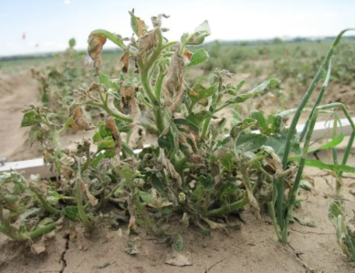 Post emergent non selective herbicides