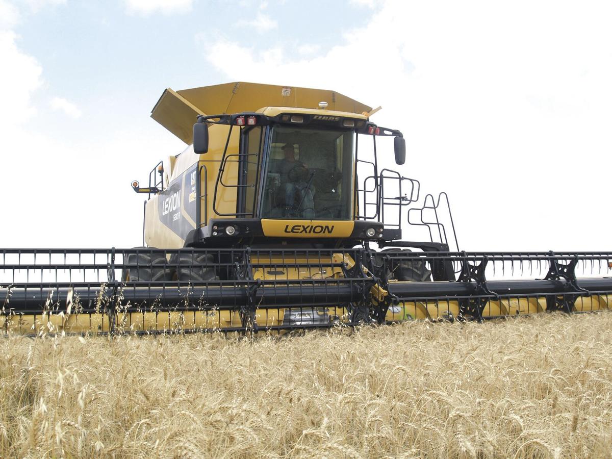 Spring wheat