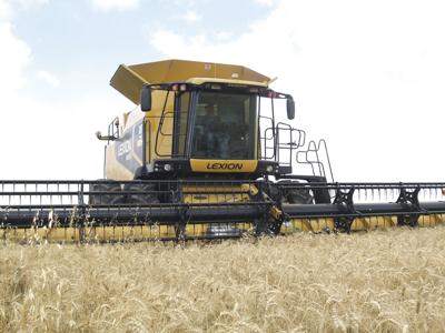 Spring wheat
