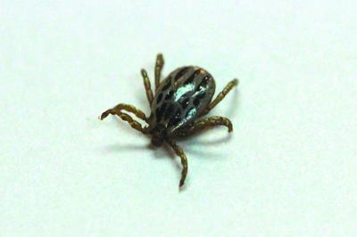 Winter tick