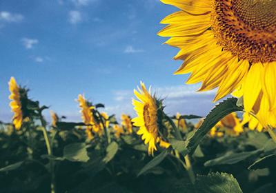 Sunflower Market Watching Trade Talks For Movement Crop Agupdate Com