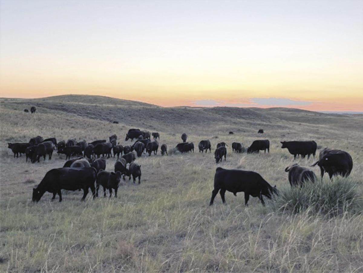 Bowlin Cattle Company